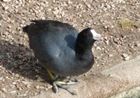 Lake_Merritt_Wildlife_Full Review_9.jpg